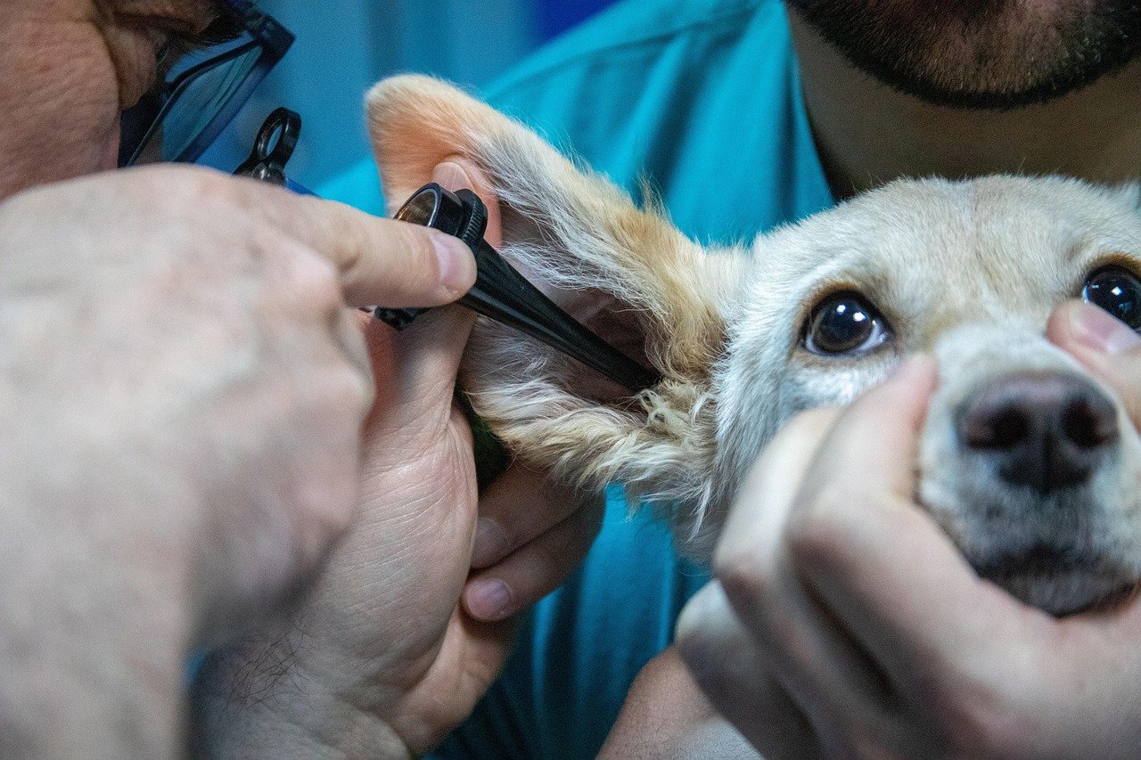 medicine, veterinary, equipment, ear examination, animal, dog, care, veterinarian, doctor, pet, infection, ear, scabies, pain, itching, treatment, diagnosis